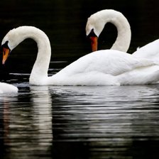 Семья лебедей.