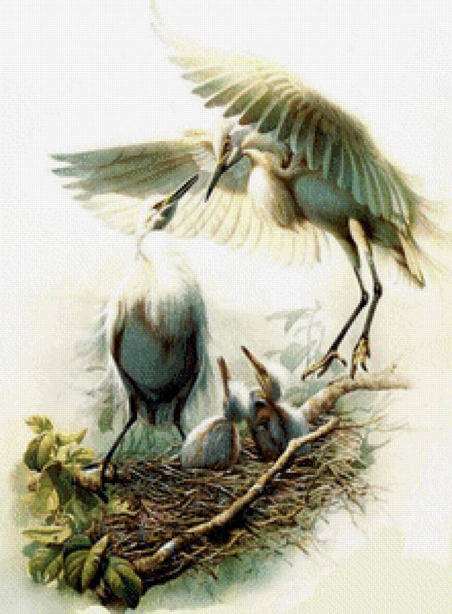 цапли - гнездо, берег, птицы, цапли, журавли, пара, лес, природа, река - предпросмотр