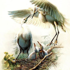 Схема вышивки «цапли»