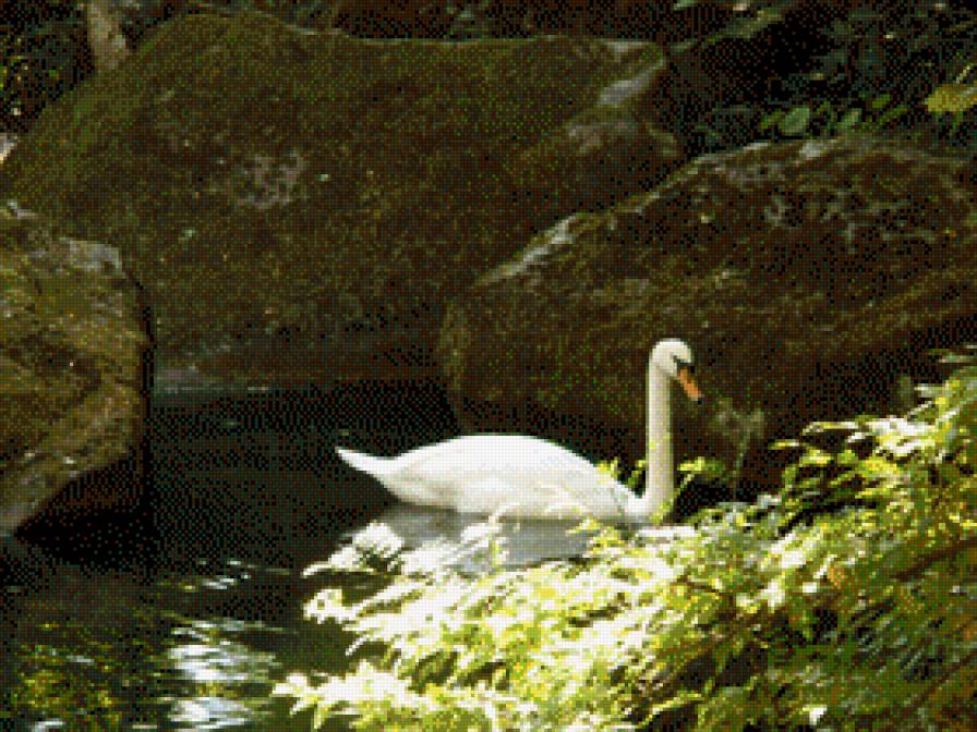 Одинокий лебедь - лебеди, озеро, пейзаж - предпросмотр