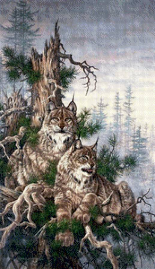 хищники - хищники, рысь, река, лес, дикие кошки, горы, сосна - предпросмотр