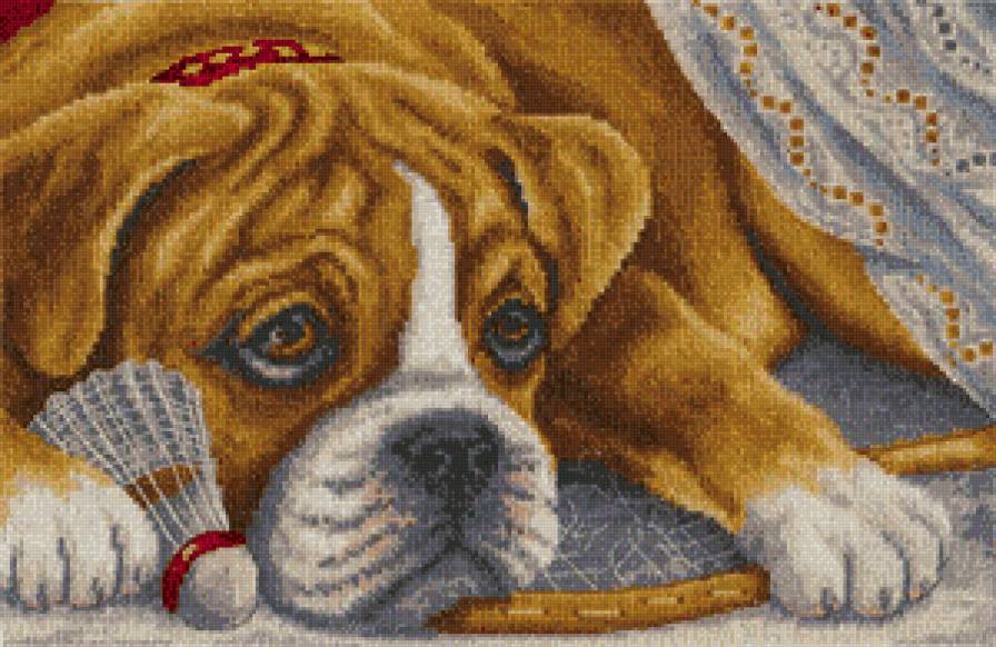 боксер - сабаки - предпросмотр