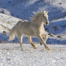 Схема вышивки «Белая лошадь»