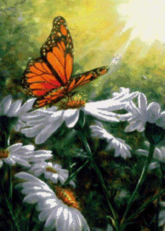 бабочка - бабочка, цветы, ромашки, лето - предпросмотр