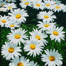 Схема вышивки «коврик "ромашки"»