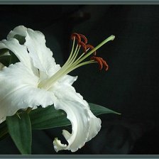 Схема вышивки «Лилия»