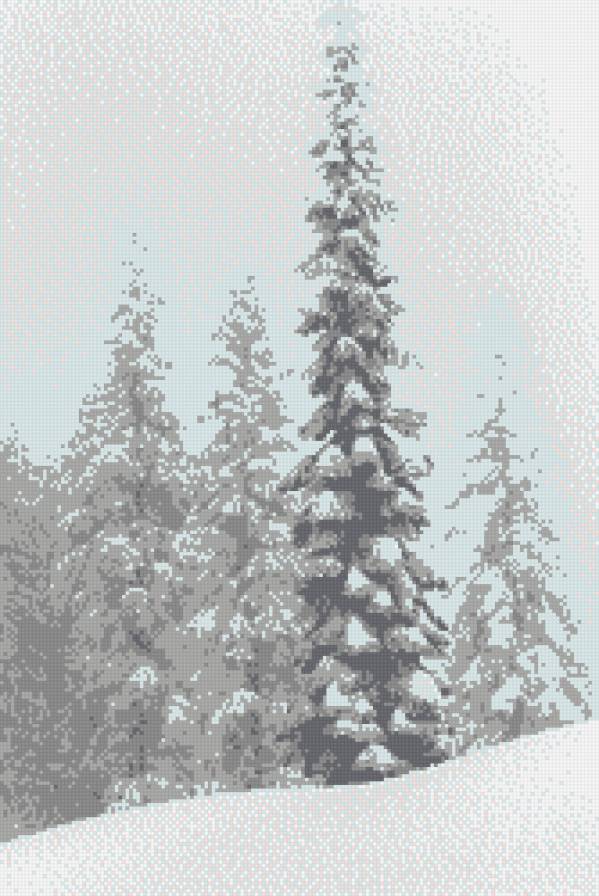 Заснеженные ели - снег, серый, зима, ель, монохромное - предпросмотр