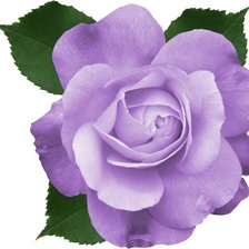 Схема вышивки «роза»