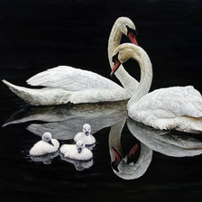 семья лебедей