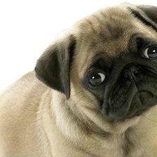 Схема вышивки «мопсик»