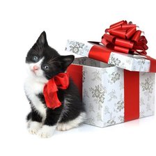 я твой подарок