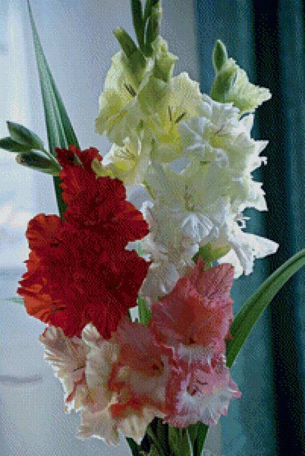 Гладиолусы - букет, цветы - предпросмотр