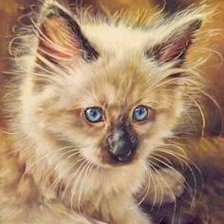 Схема вышивки «Котенок»