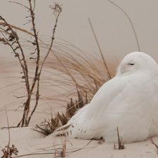 Схема вышивки «Полярная сова»