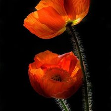 Схема вышивки «Маки»