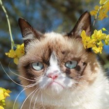 Схема вышивки «Кошка Тарда весной»