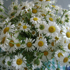 Схема вышивки «ромашки»