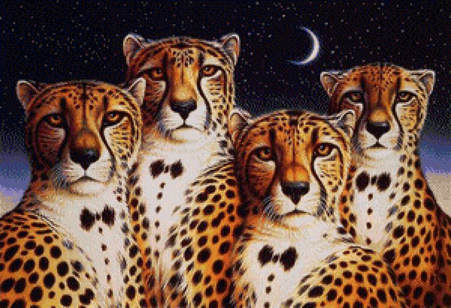 "Джентльмены" животного мира - животные, гепарды, джентьмены, хищники - предпросмотр