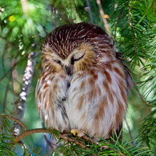 Схема вышивки «Спящая сова»