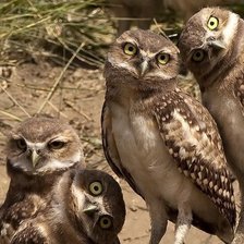 Схема вышивки «Семейство сов»