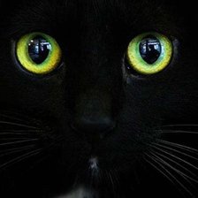 Схема вышивки «черный котэ 1»