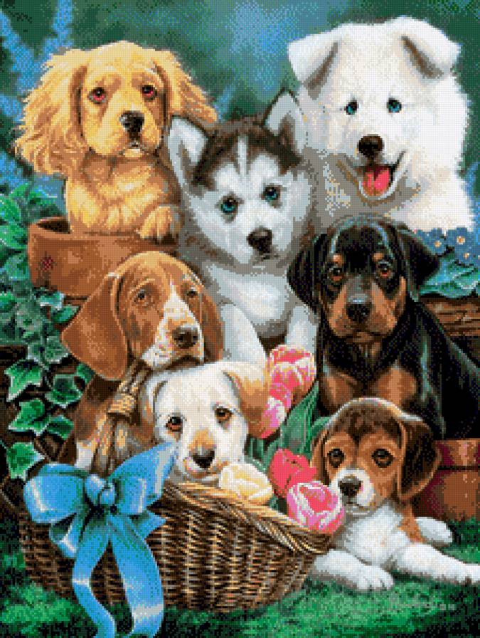 Собачки - животные - предпросмотр