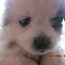 Схема вышивки «любимчик»