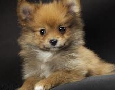 Схема вышивки «друг человека»