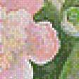 Предпросмотр схемы вышивки «Акварельные пионы» (№536725)
