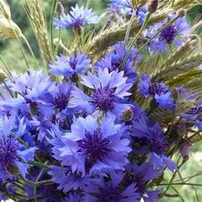 Схема вышивки «васелечик»