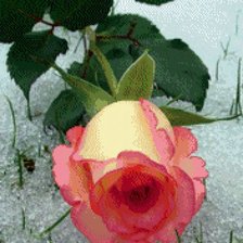 Схема вышивки «роза на снегу»