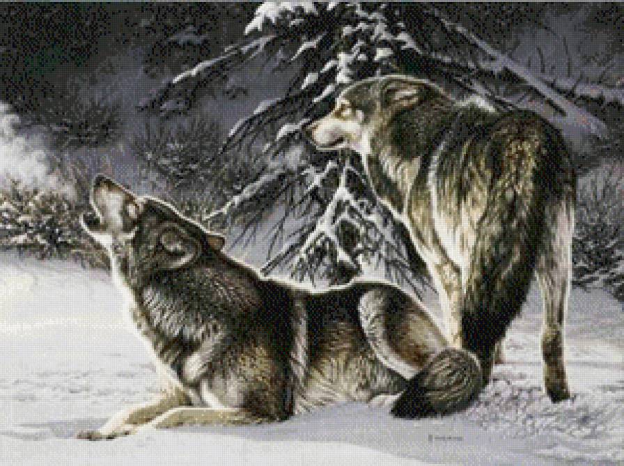 №537317 - волки, животные, зима - предпросмотр