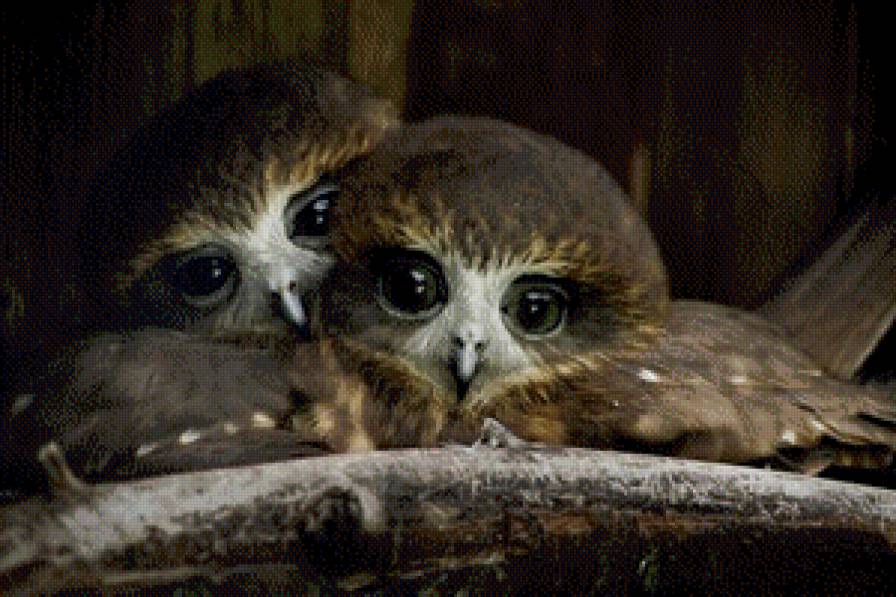 Совушки - сова, птицы - предпросмотр