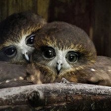 Схема вышивки «Совушки»