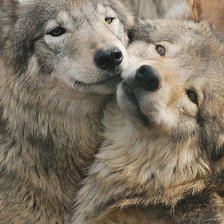 Схема вышивки «Волки»