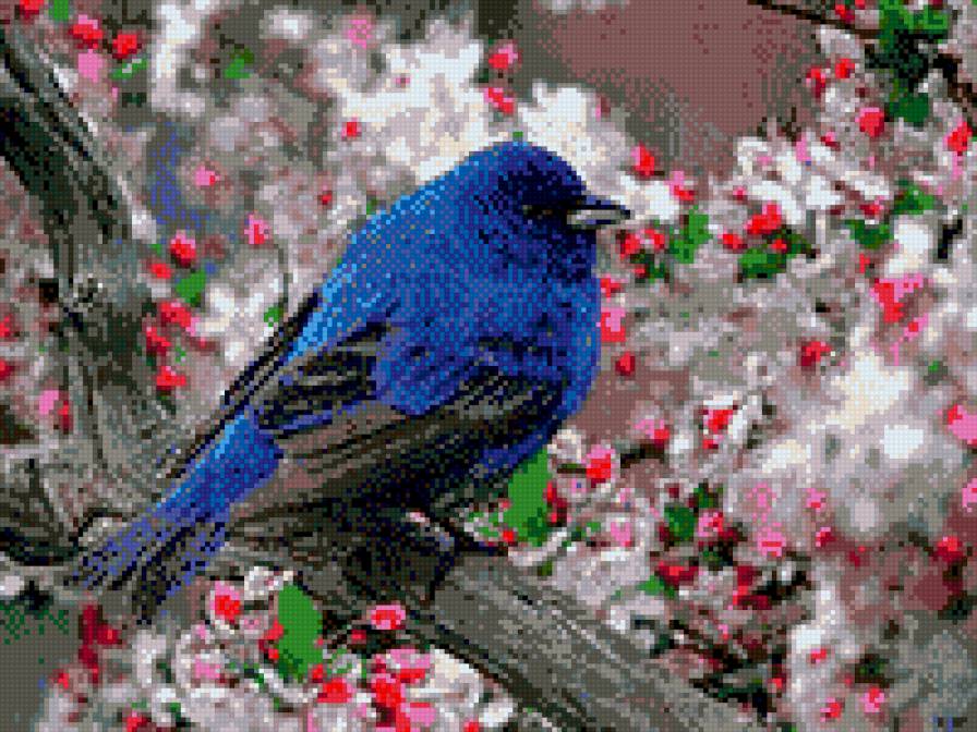 синяя птица - птицы - предпросмотр