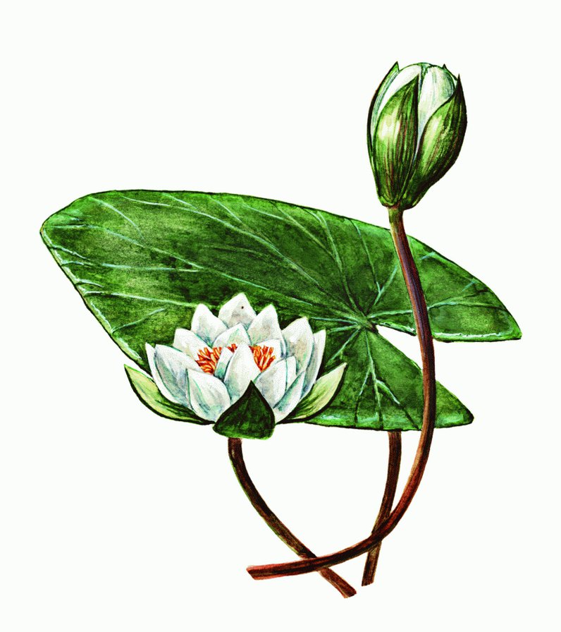 Кувшинка - цветы, натюрморт - оригинал