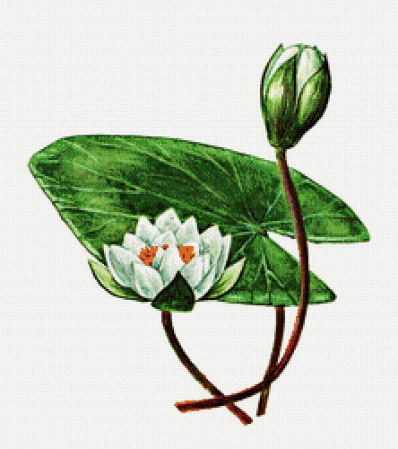 Кувшинка - натюрморт, цветы - предпросмотр