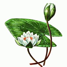 Схема вышивки «Кувшинка»