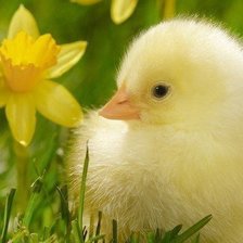 Схема вышивки «птенчик»