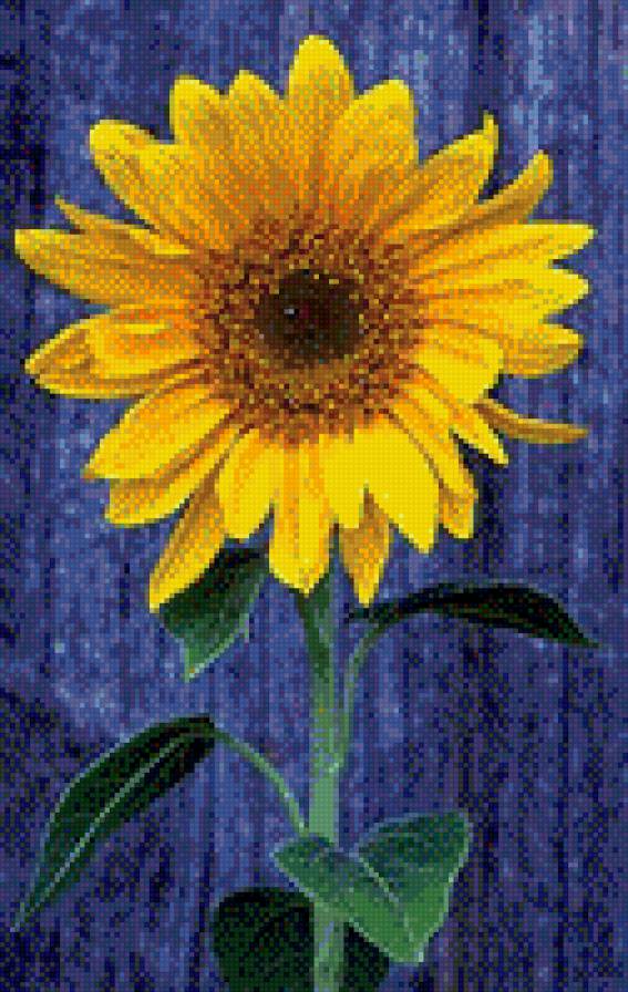 Просто подсолнух - подсолнух, желтый, цветок - предпросмотр