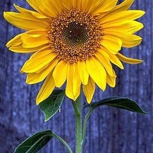 Схема вышивки «Просто подсолнух»