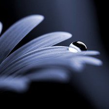 Схема вышивки «капля на цветке»