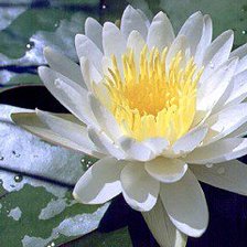 Схема вышивки «распустившаяся кувшинка»