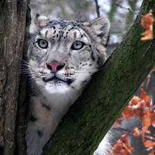 Схема вышивки «Ирбис»