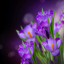 голубые крокусы