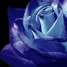 Схема вышивки «Синяя роза»