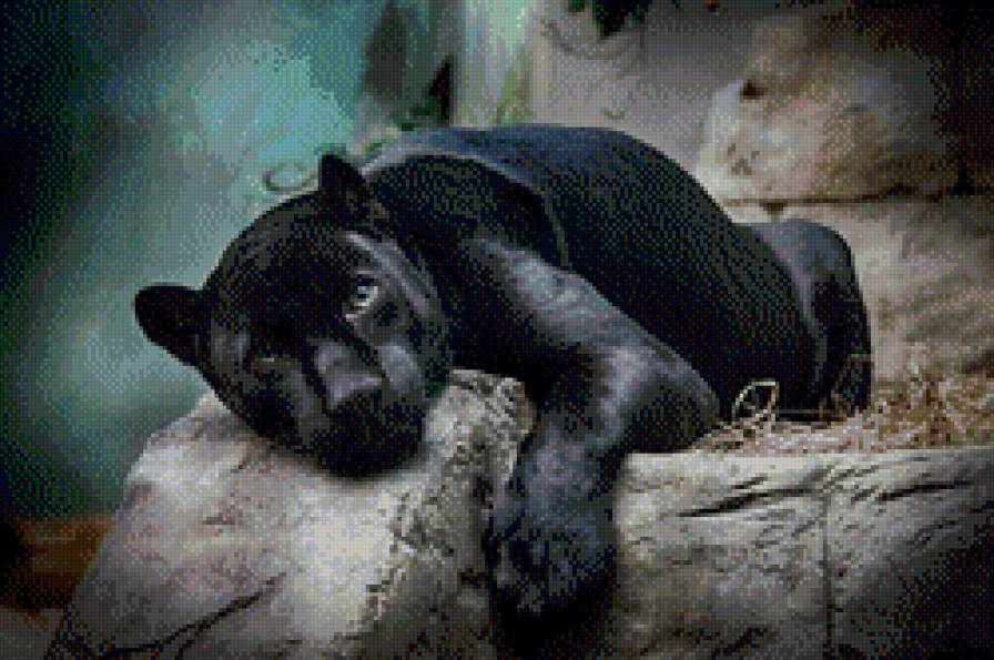 багира - пантера, картина, животные - предпросмотр