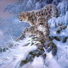 Снежные барсы