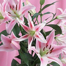 Схема вышивки «Лилии»